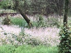 -西湖风景区-江洋畈生态公园