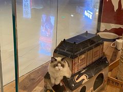 -袖虎·猫馆(体育西路店)