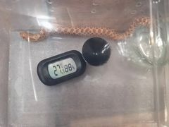 -酷以爬仙阁实体爬宠店·守宫·蜥蜴·专业繁育