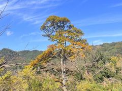 -四明山国家森林公园