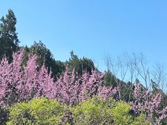 -佛慧山