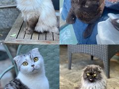 -喵屿·大理花园猫咖