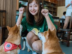 -柴源莊·柴小宠柴犬咖啡