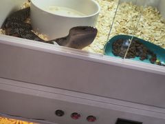 -中环花鸟鱼虫市场