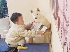 -喜柴咖啡·柴犬狗咖