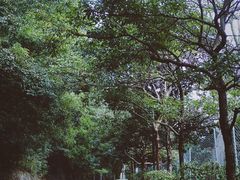 -东莞市大岭山森林公园