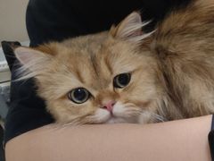 -瑞鹏宠物医院·超声·骨科·奇麟分院(蜀都万达店)