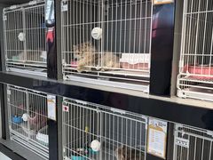 -翊宠yipet猫狗购宠庄园犬舍•猫舍