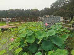 -武汉紫薇都市田园