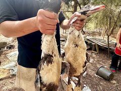 -坛南湾阿强农家乐.海鲜大排档老字号(福州地标美食店)