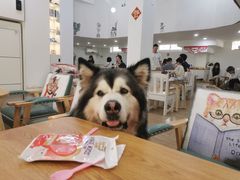 -李小姐の猫咖啡馆(五角场店)
