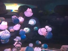 -多彩贵州城极地海洋世界