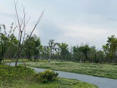 -两河城市森林公园