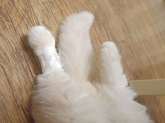 -北京观赏动物医院·24小时大型综合·猫专科·异宠专科