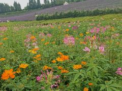 -紫颐香薰山谷景区
