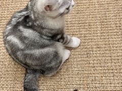 -Bastet sally猫舍购宠(静安店)