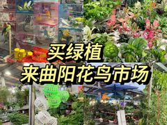 -曲阳花鸟市场(曲阳路店)