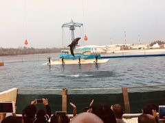 -秦皇岛乐岛海洋王国