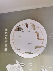 点击看大图 -太湖雪蚕桑文化园