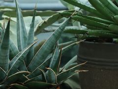 -南山植物园