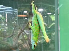 -上海大自然野生昆虫馆(东方明珠·爬宠昆虫探索中心)