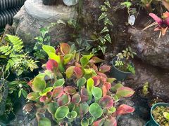 -国家植物园南园