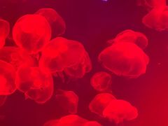 -瑞普利水族馆