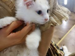 -喵喵咪呀布偶猫咖(春熙路店)
