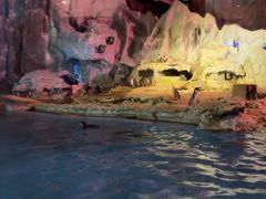 -帝企鹅自助餐厅•儿童岛•真企鹅(长隆企鹅酒店)