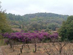 -南国桃园旅游度假区