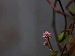 -植觉