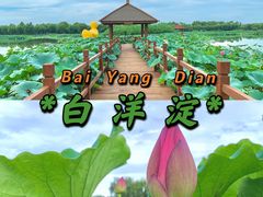 -荷花大观园
