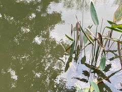-杭州植物园