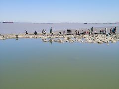 -吴淞炮台湾湿地森林公园烧烤区