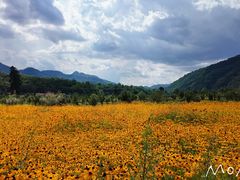 -黑河国家森林公园