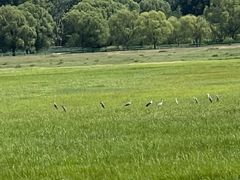 -野鸭湖国家湿地公园