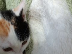 -伟伟宠物医院·瑞派猫友好医院·猫科(光谷店)