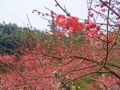 -重庆彩云湖湿地公园