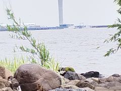 -吴淞炮台湾湿地森林公园烧烤区