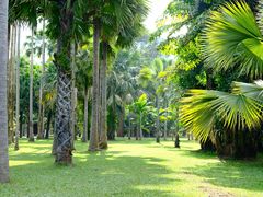 -中国科学院西双版纳热带植物园