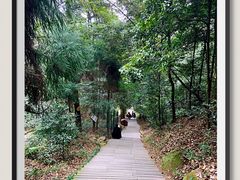 -缙云山景区