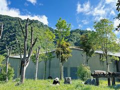-卧龙中华大熊猫苑神树坪基地