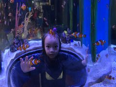 -瑞普利水族馆