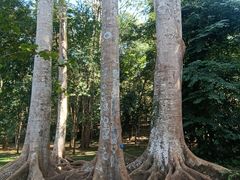 -中国科学院西双版纳热带植物园