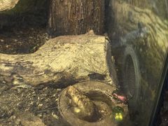 -上海大自然野生昆虫馆(东方明珠·爬宠昆虫探索中心)