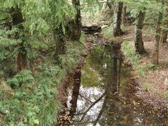 -素山寺森林公园