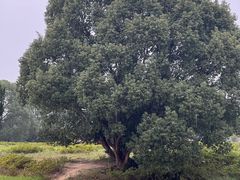 -良渚古城遗址公园