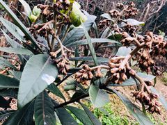 -塘栖枇杷特色园区