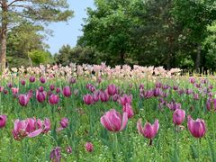 -长春公园(普阳街道)