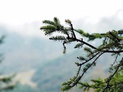 -硗碛藏寨·神木垒景区